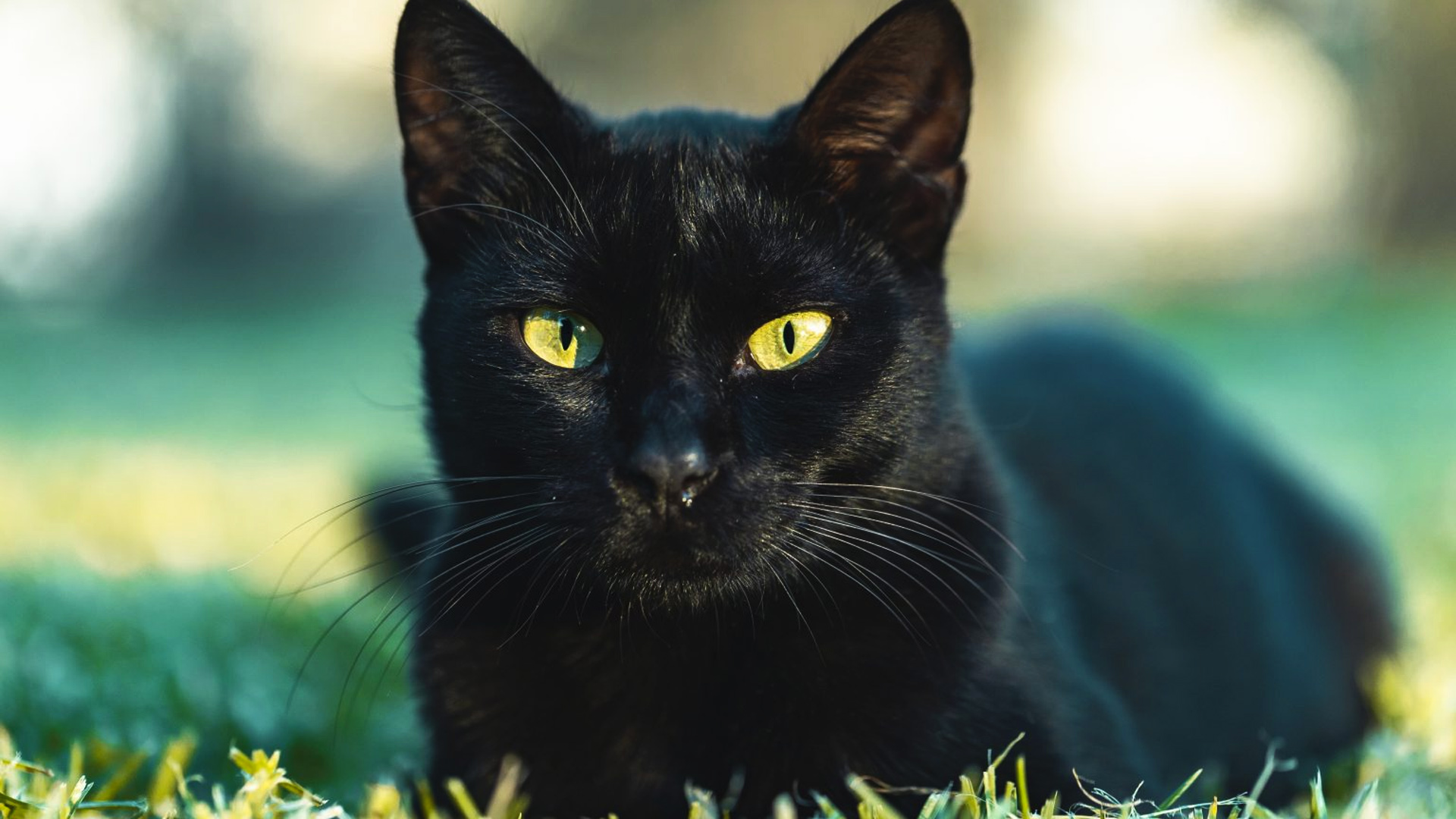 Oração do Gato Preto para Devolver Maldade Dirigida